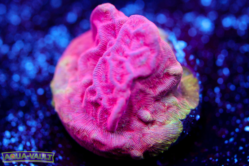 UC Poison Ivy Leptoseris