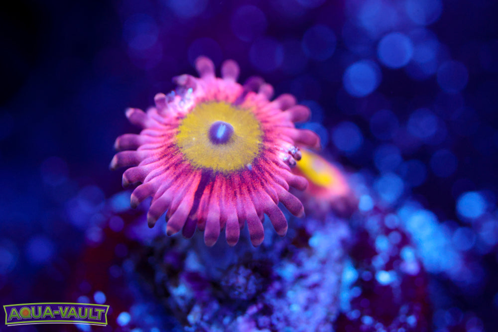 Pink Hippo Zoa