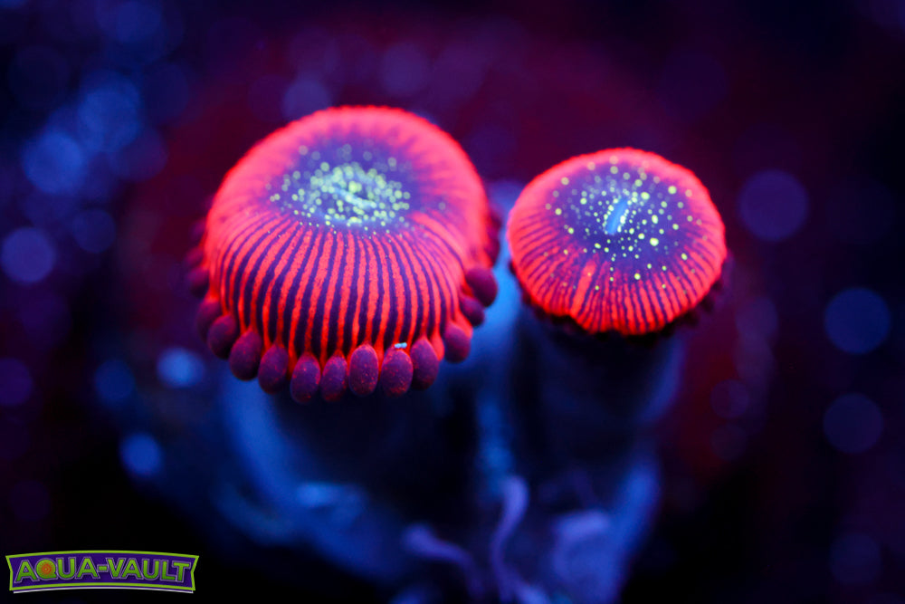 Magician Zoa
