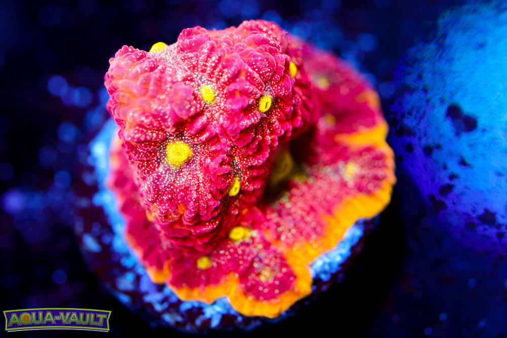 WWC Blood Diamond Favia