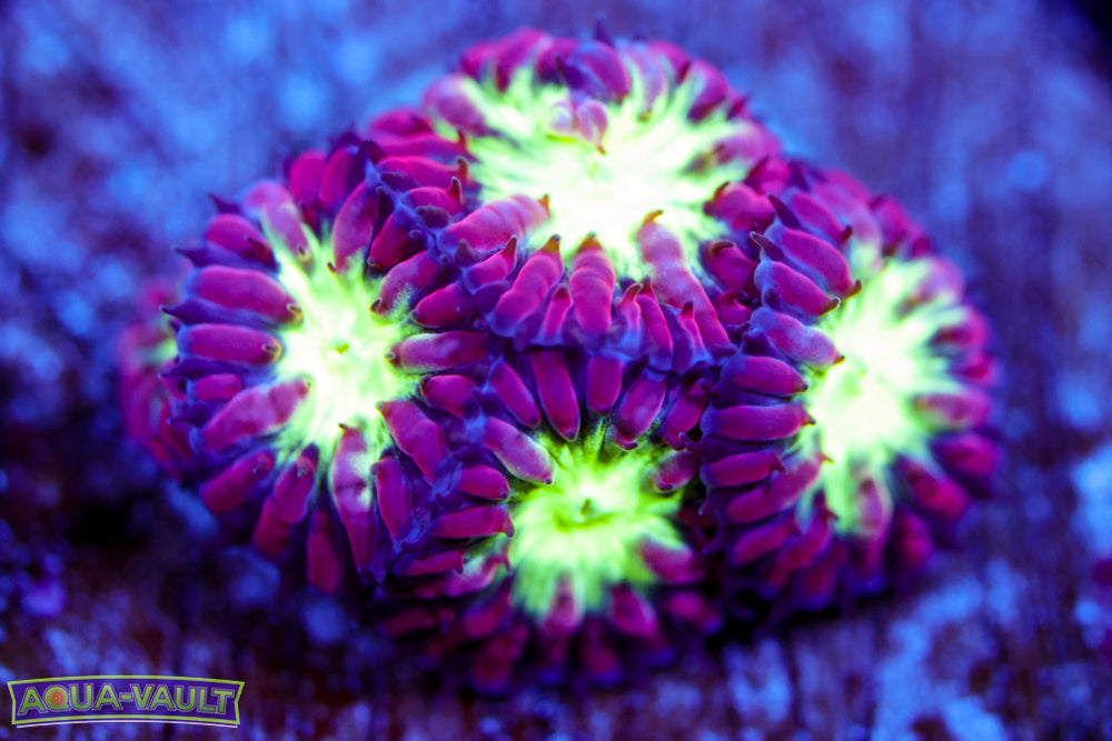 Purple and Green Blasto Merletti