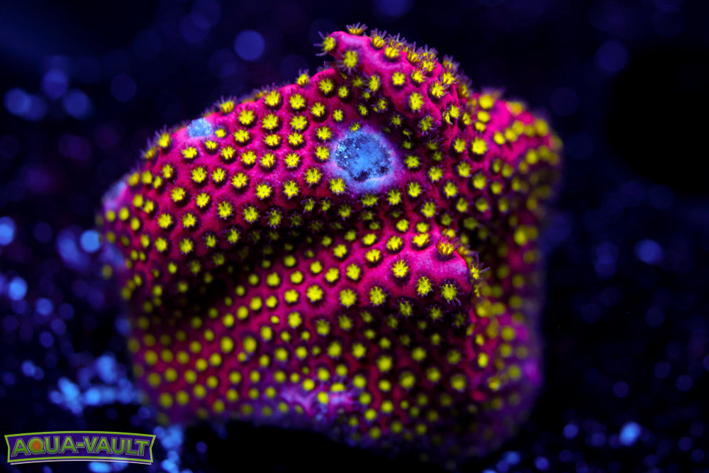 Electric Daisy Stylocoeniella