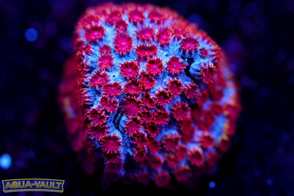 Skittlesbomb Cyphastrea