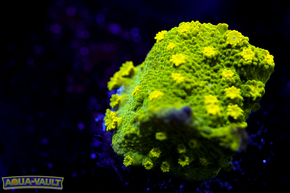 Glow Worm Astreopora