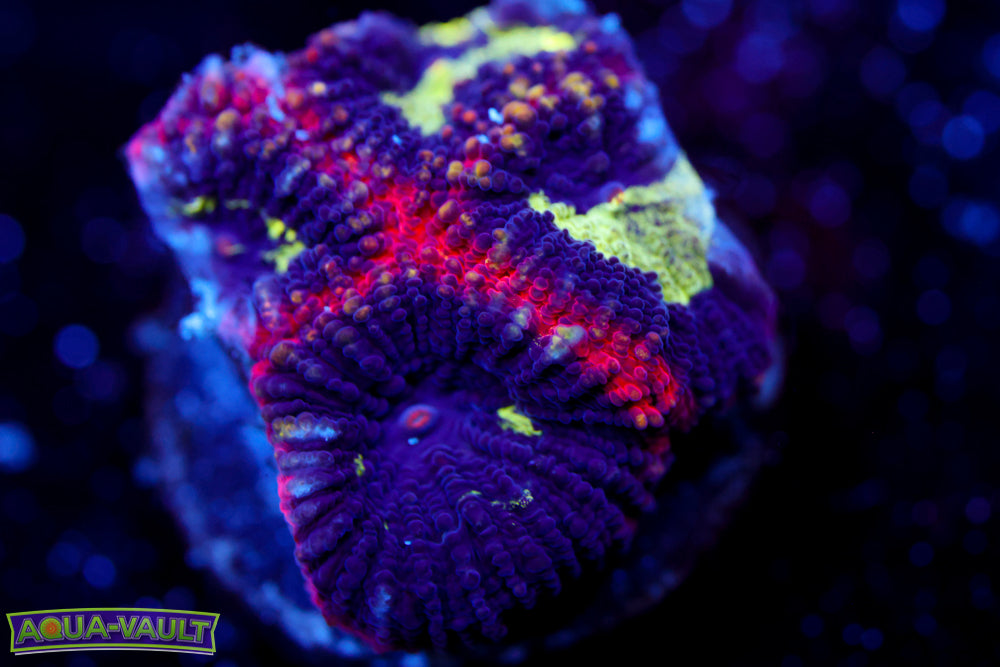 Acan Echinata