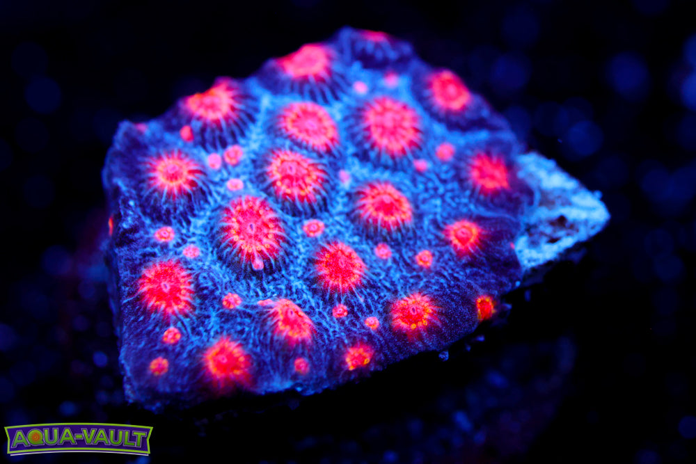 Meteor Shower Cyphastrea