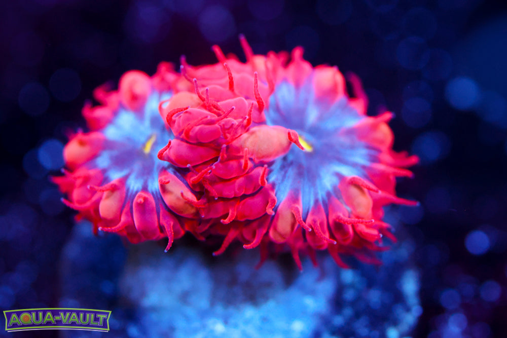 Superman Blasto Merletti