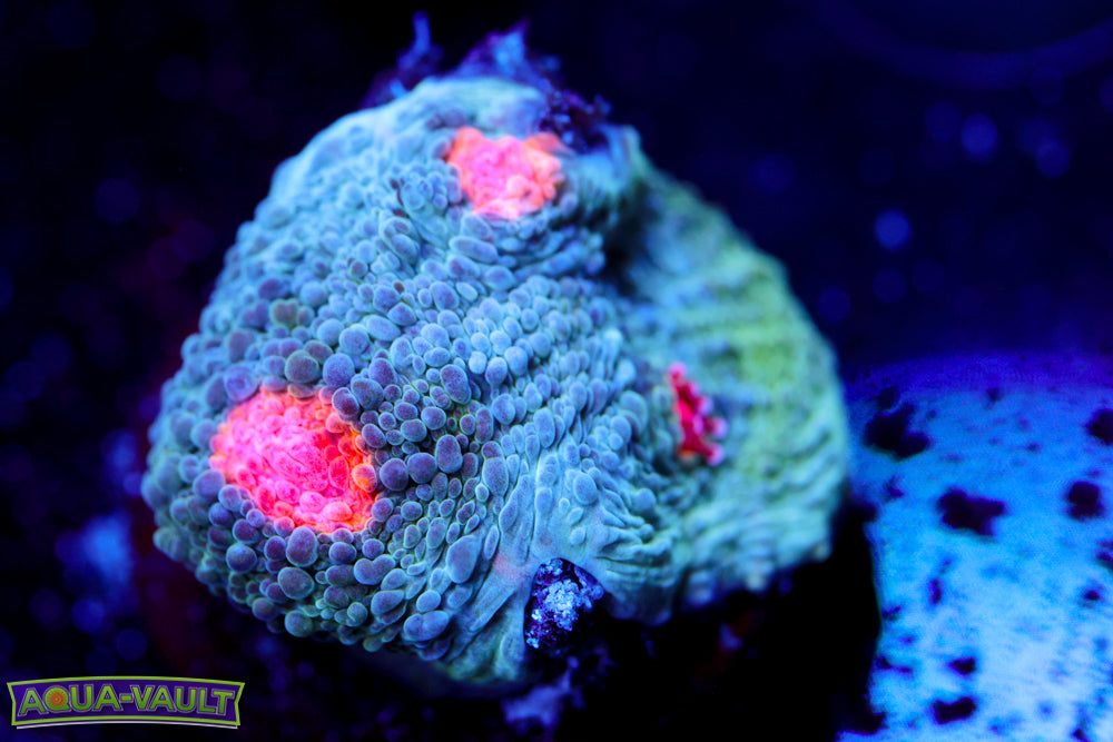 Miami Hurricane Chalice