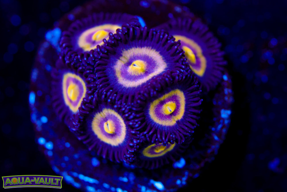 UC Shapeshifter Zoa Collector $$$$