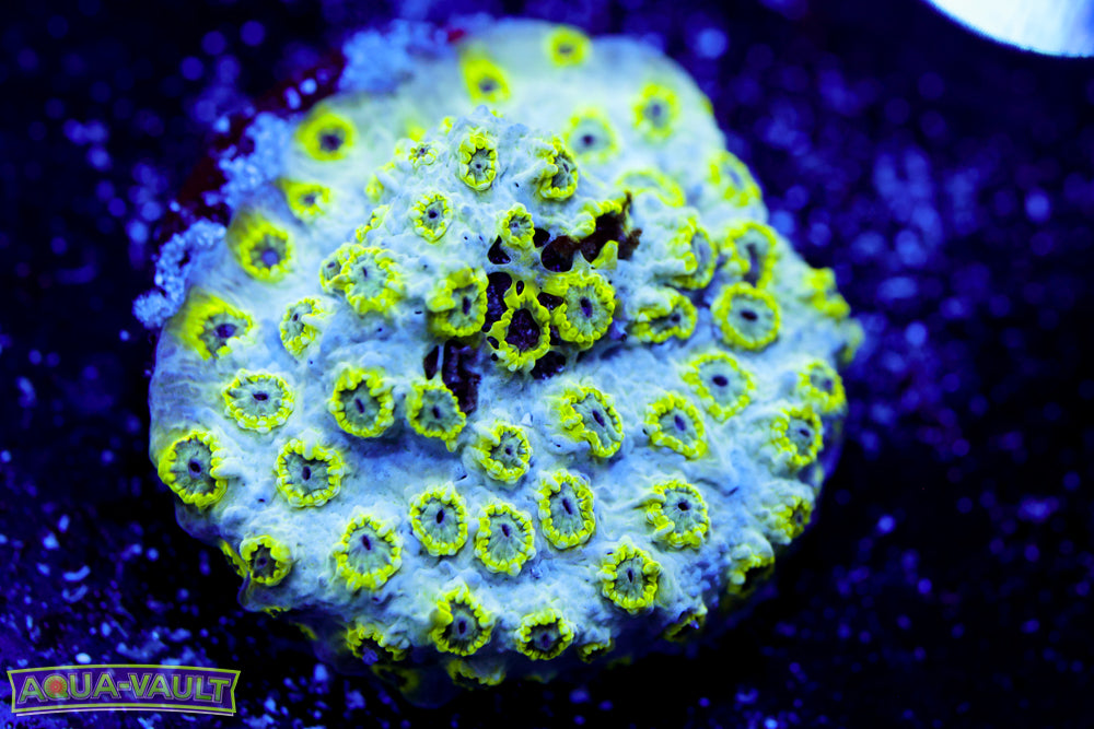 Seafoam Cyphastrea