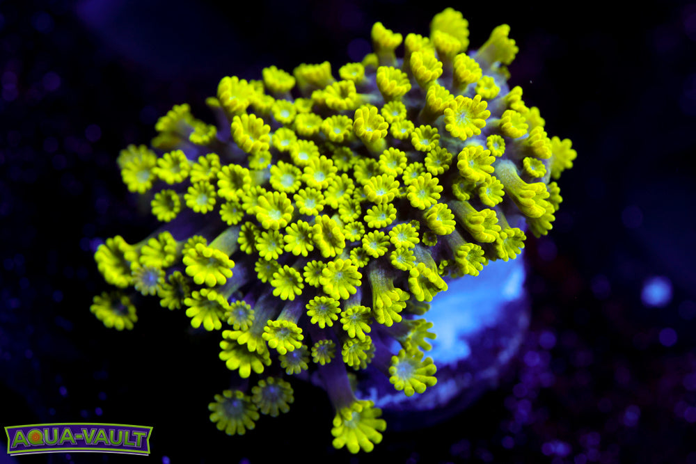 CV Grouch Micro Alveopora (HOT NEW)
