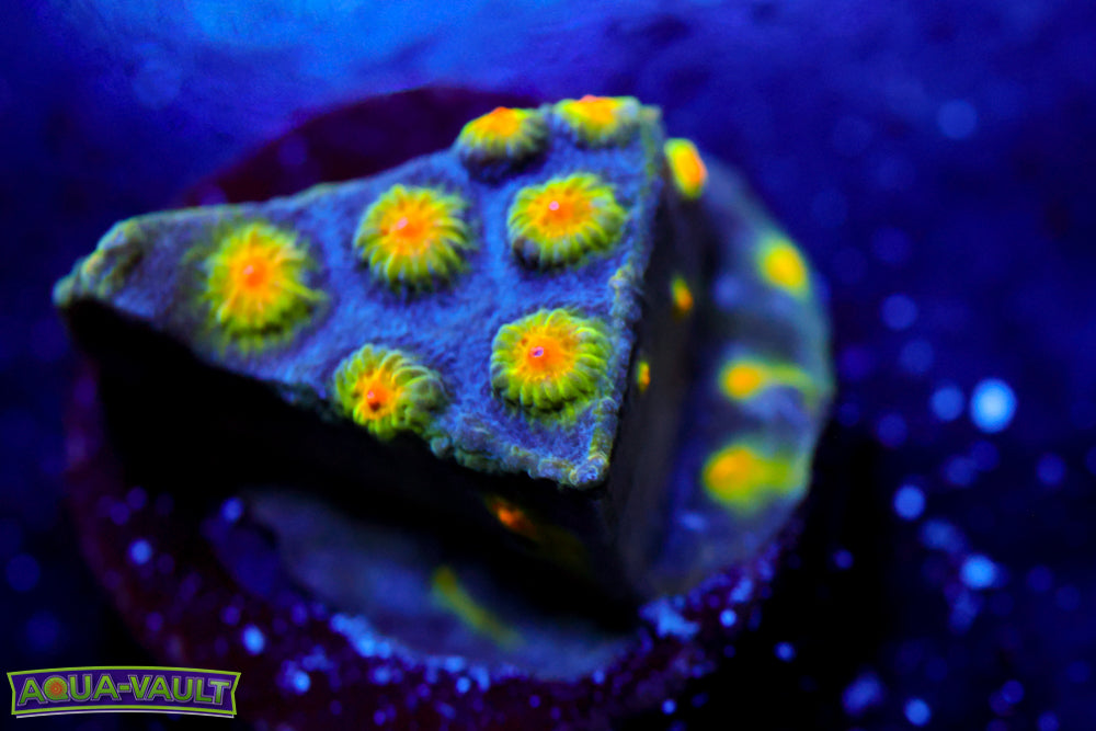 Buzz Lightyear Cyphastrea