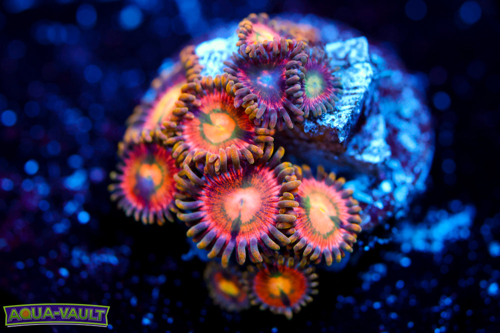 Laser Lemon Zoa