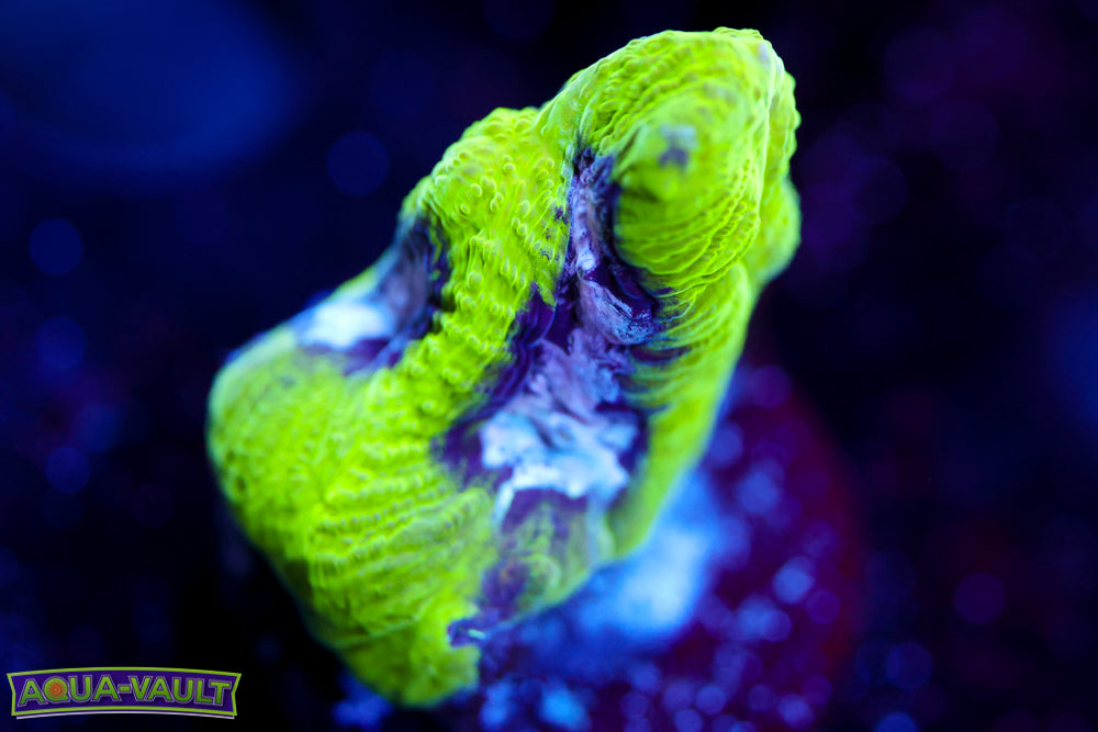 Court Jester Platygyra