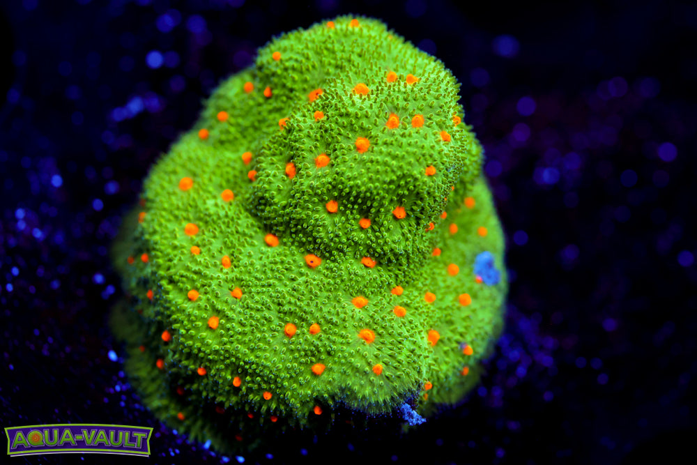 Harvest Moon Psammocora