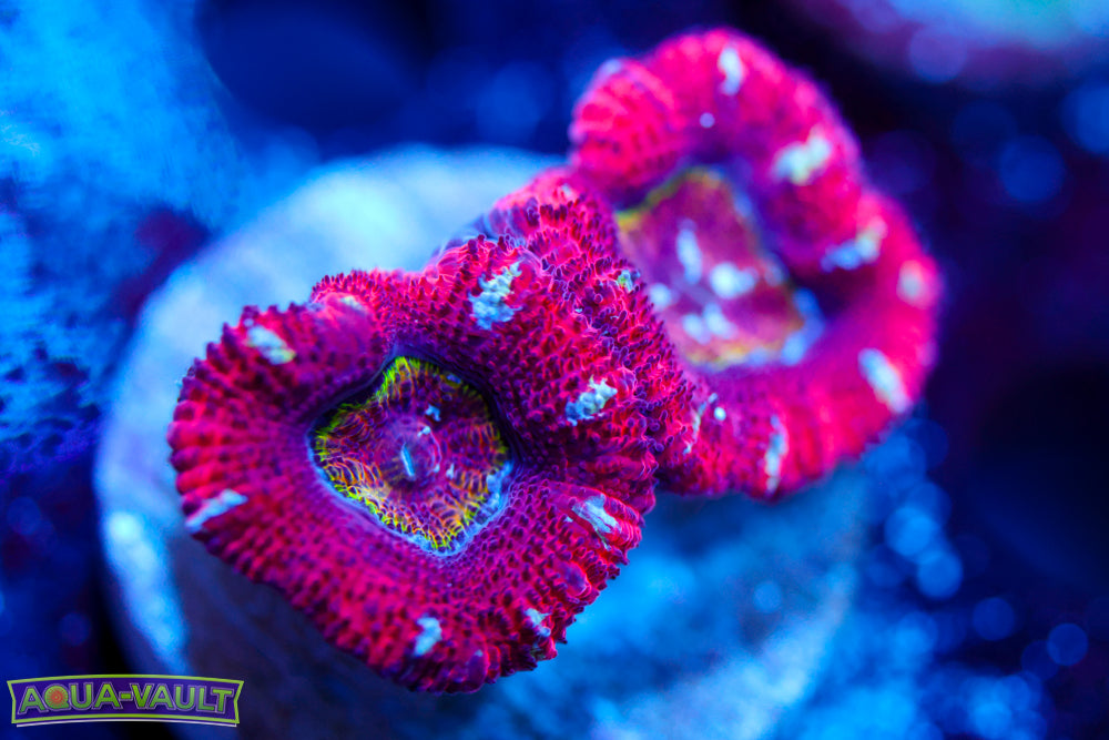 Evil Eye Rainbow Acan