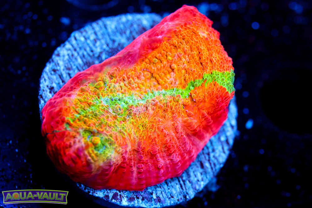 ARC Ludicrous Chalice