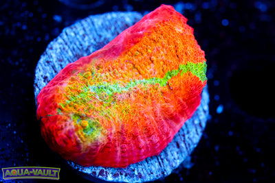 ARC Ludicrous Chalice