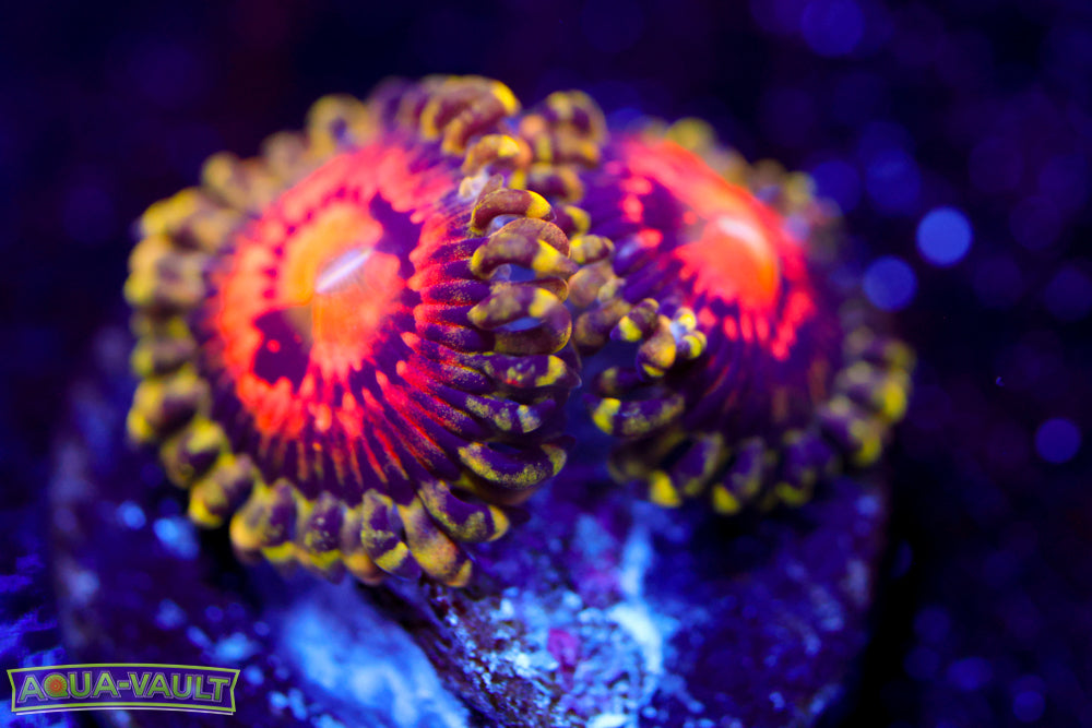 Rainbow Incinerator Zoa