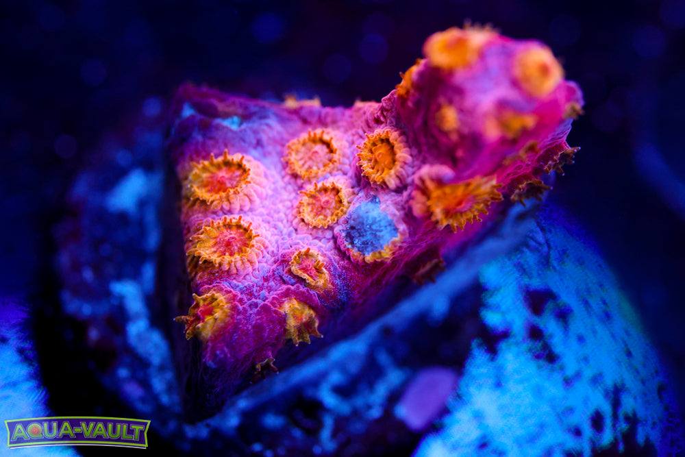 Copperhead Cyphastrea