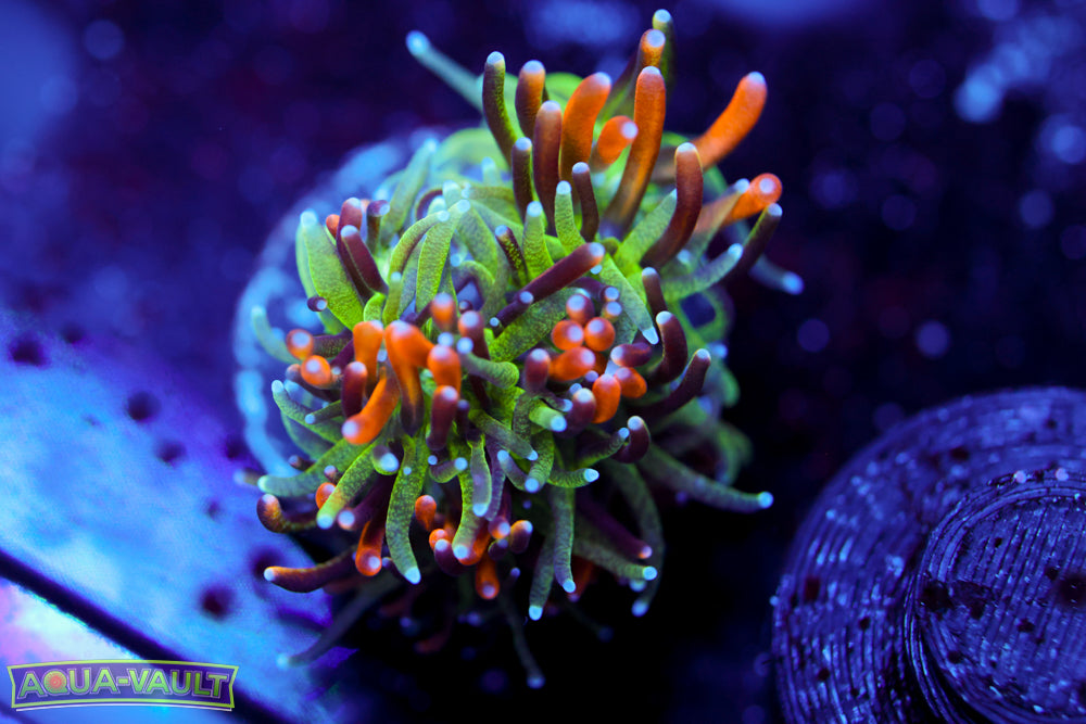 Marigold Galaxea