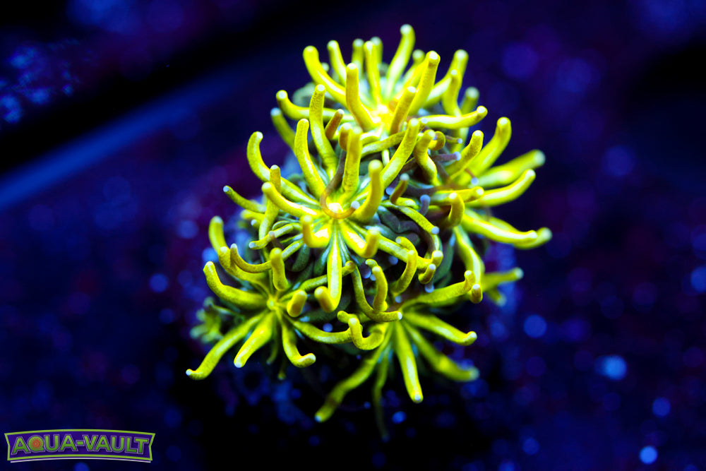 Neon Galaxea