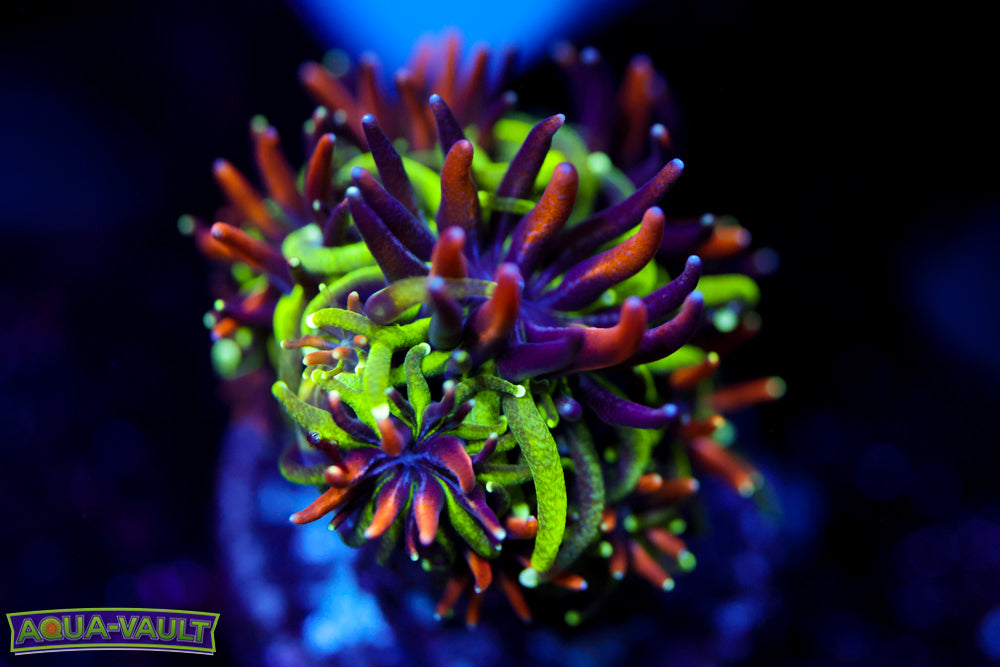 Sonic the Hedgehog Galaxea