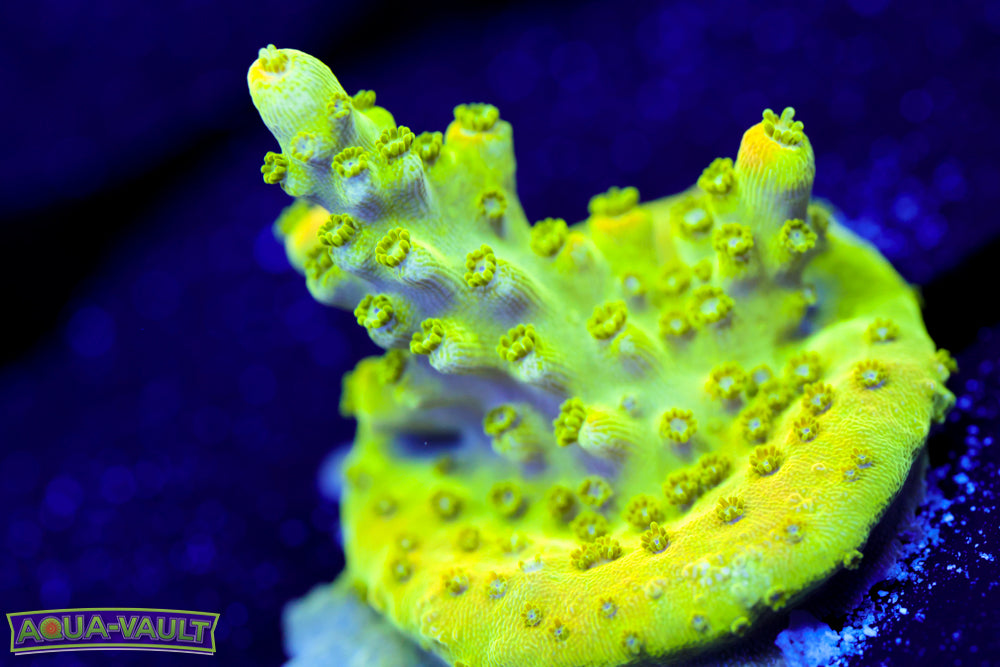 AV99 Orange Creamcicle Acro