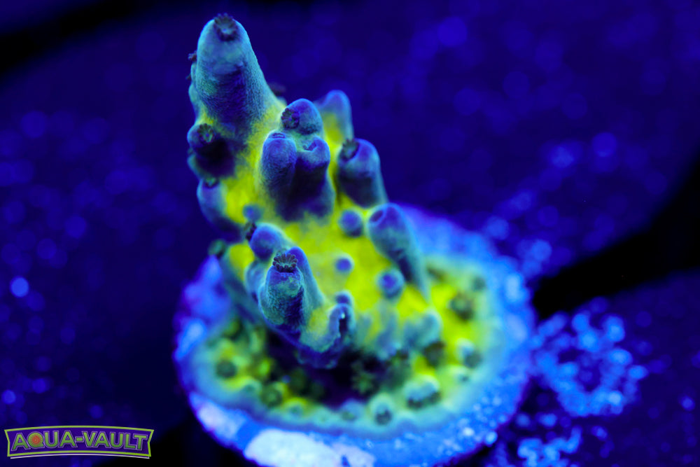 Nick's Purple Passion Acro