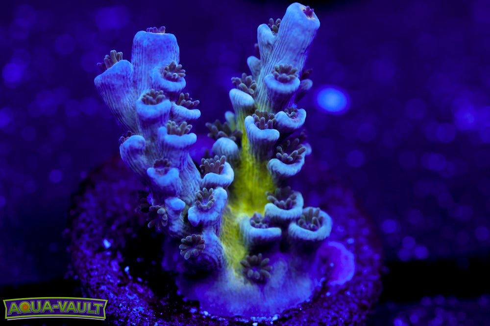 CC Pink Highlighter Acro