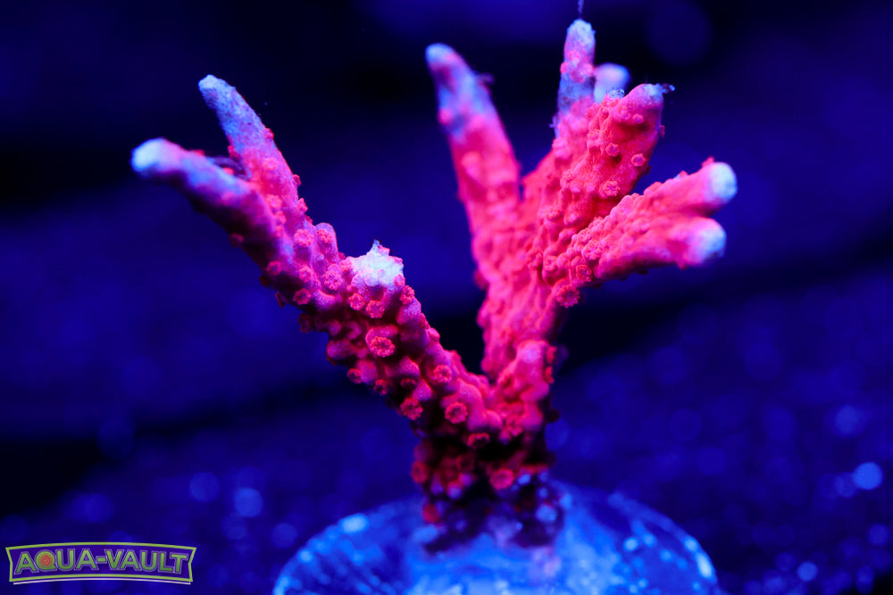 Red Branching Montipora Hirsuta