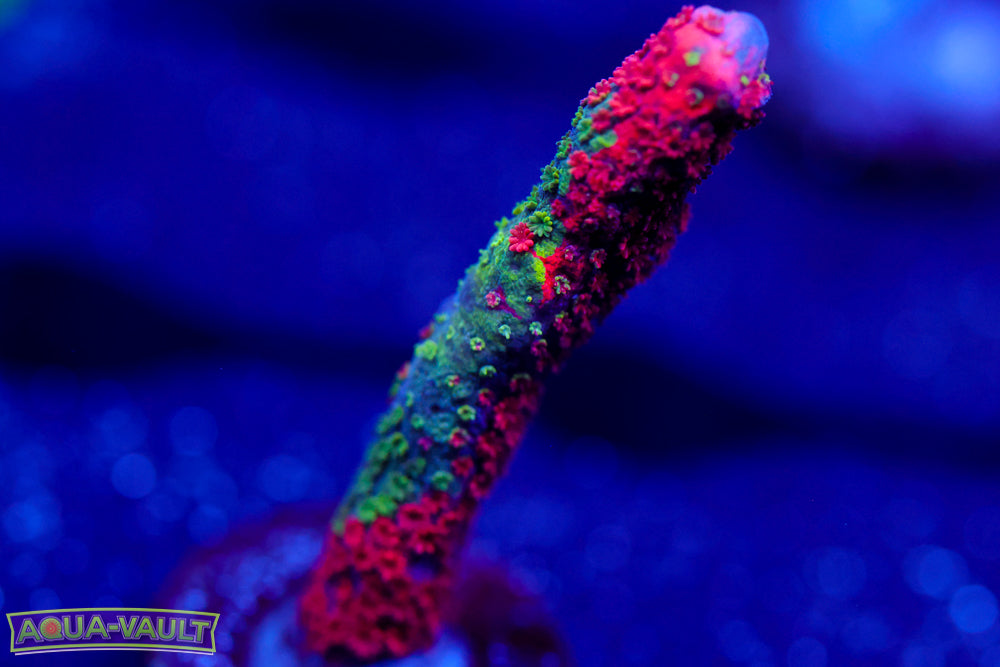 WWC Contraband Digitata