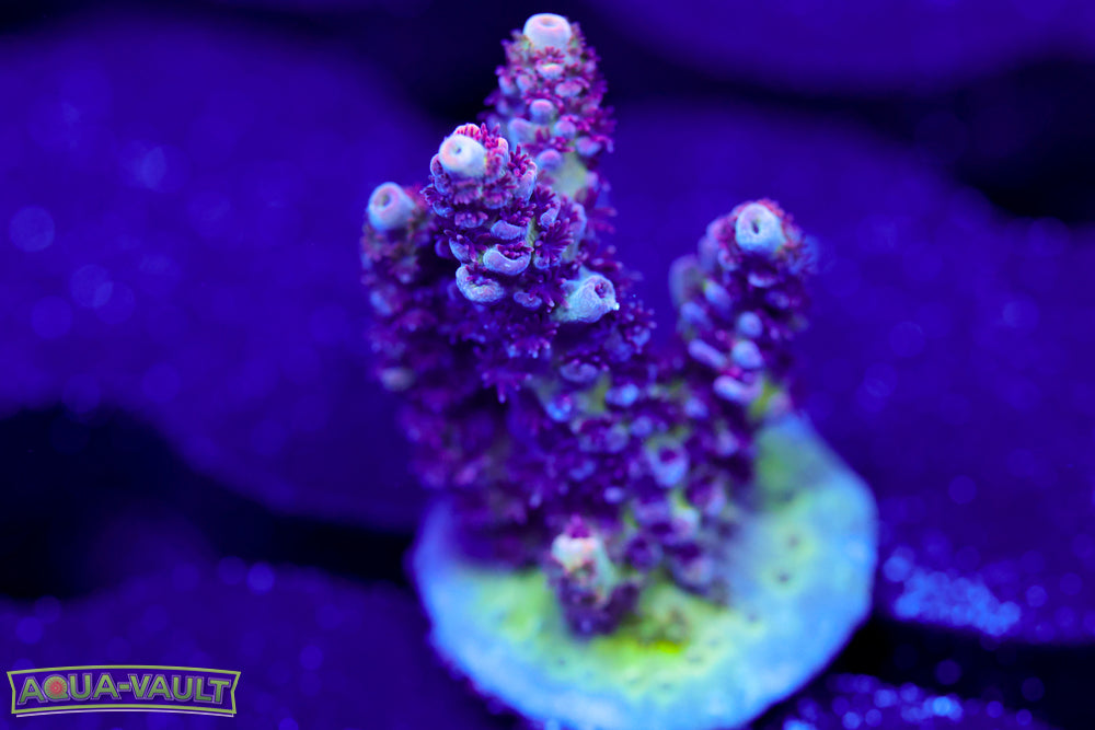 WWC Heartbreaker Acro