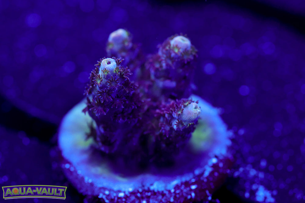 TSA Princess Peach Acro