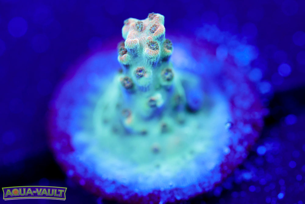 ARC Master Yoda Acro