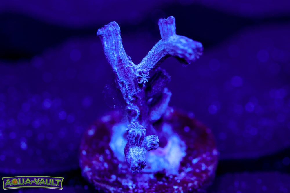 Blue  Branching Cyphastrea