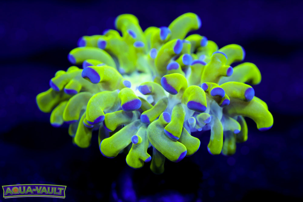 Purple Tip Green Branching Hammer