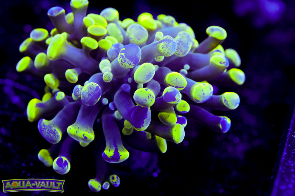 Toxic Splatter Hammer