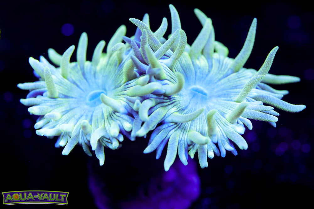 Green Branching Duncan