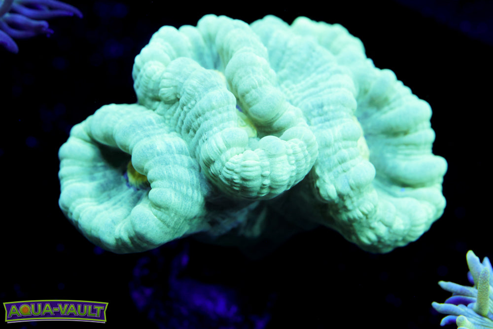 Teal Trumpet Coral