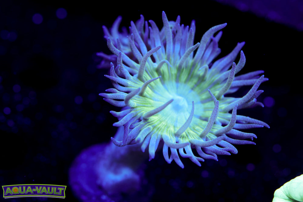 Blue Tip Branching Duncan