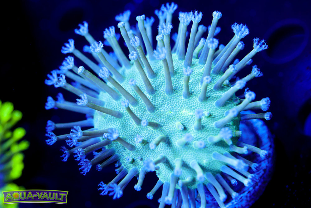 Blue Toadstool Leather