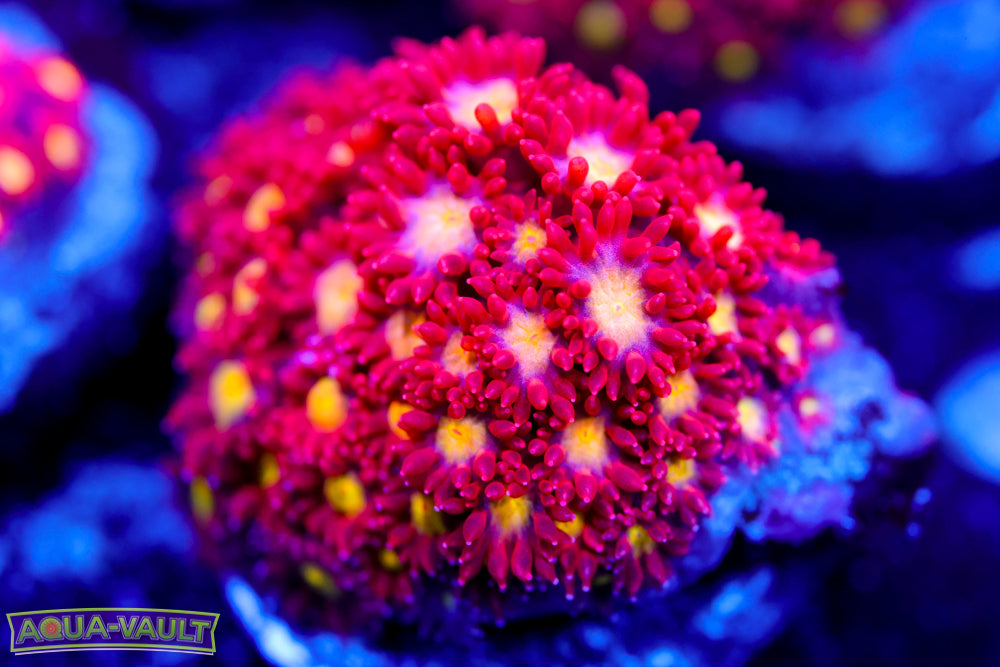 Combustion Micro Goni