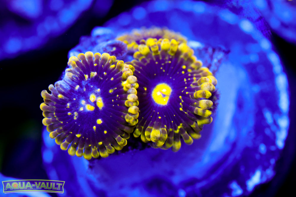 Exosphere Zoa Collector