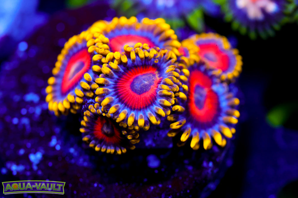 Eagle Eyes Zoa