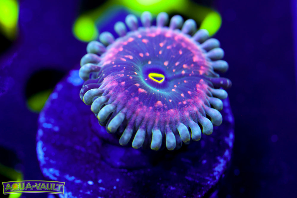 Hawaiian PE Zoa