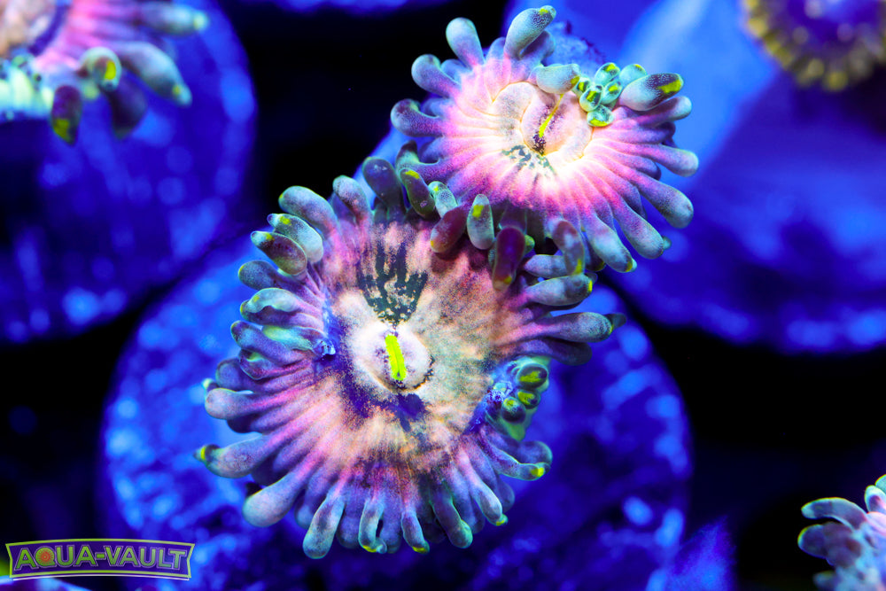 Cosmic PE Zoa