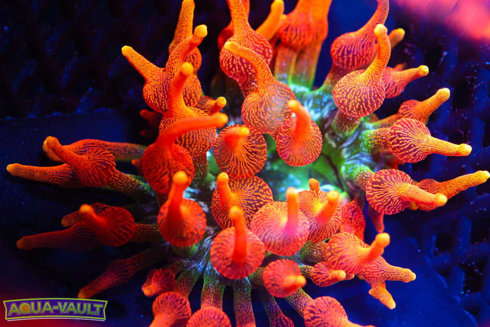 OG Colorado Sunburst Nem Collectors $$$$