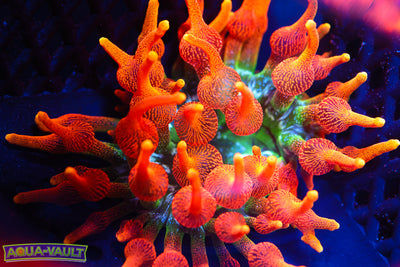 OG Colorado Sunburst Nem Collectors $$$$