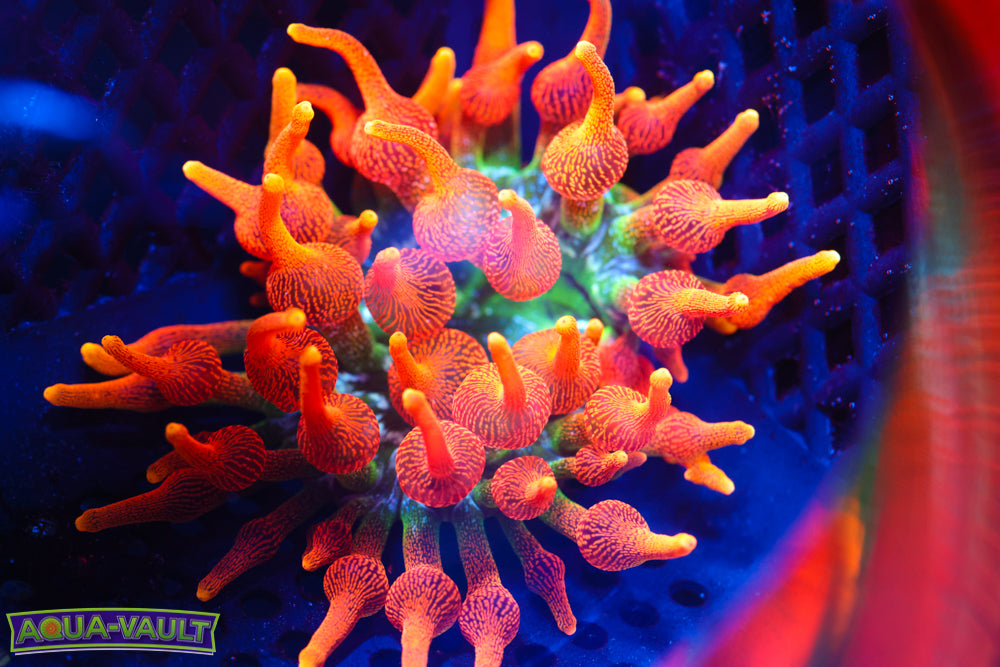 OG Colorado Sunburst Nem Collectors $$$$